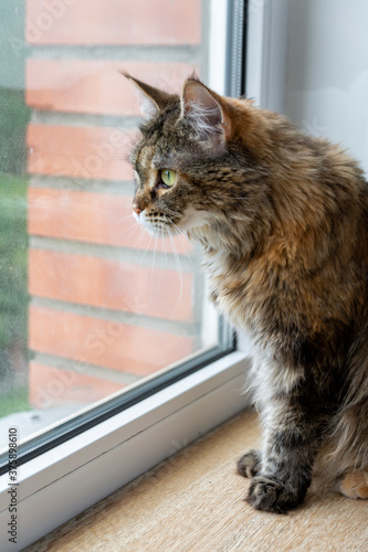 Domestic cat Maine Coon sits on the windowsill and looks carefully out the window. Thoroughbred pet. Life style.