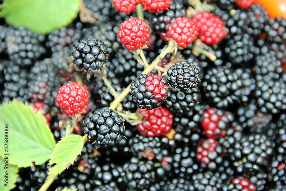 blackberries and raspberries blackberries and raspberries