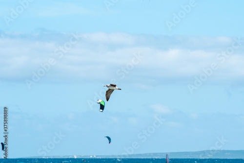 kite surfing in the sea