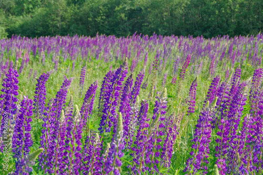 Naklejka premium Landscape with blooming violet, purple and pink lupine (Lupinus) field with forest in the background in Latvia