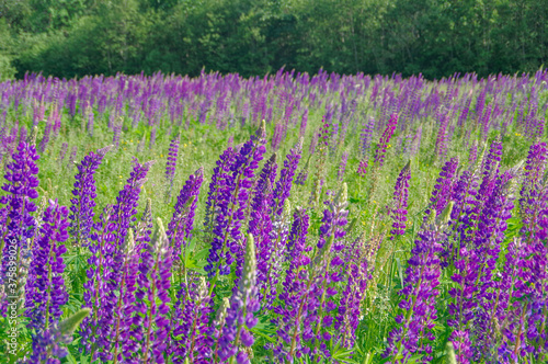 Landscape with blooming violet  purple and pink lupine  Lupinus  field with forest in the background in Latvia