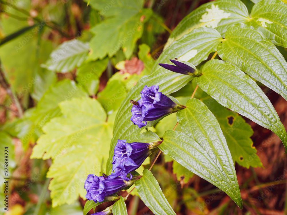 (Gentiana asclepiadea) Gentiane asclépiade, plante sauvage et emblématique des prairies alpines à magnifique inflorescence bleu intense en trompettes sur de longues tiges (Gentiana asclepiadea) Gentiane asclépiade, plante sauvage et emblématique des prairies alpines à magnifique inflorescence bleu intense en trompettes sur de longues tiges