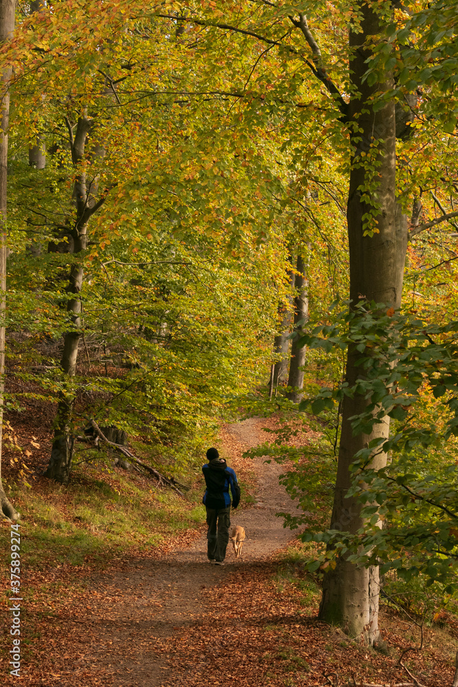 walk in the forest with dog in beautiful fall colors walk in the forest with dog in beautiful fall colors