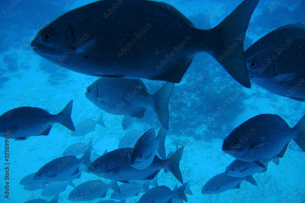 fish under water fish under water