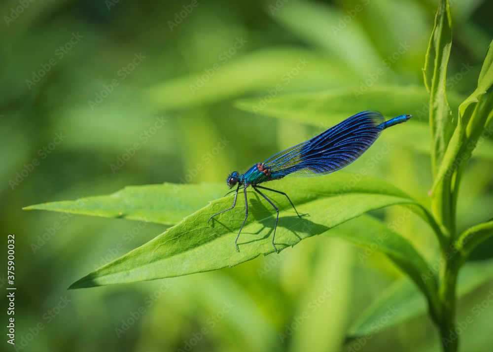 Closeup of beautiful blue damselfly - the banded demoiselle (Calopteryx splendens) male sitting on the green leaf in sunlight Closeup of beautiful blue damselfly - the banded demoiselle (Calopteryx splendens) male sitting on the green leaf in sunlight