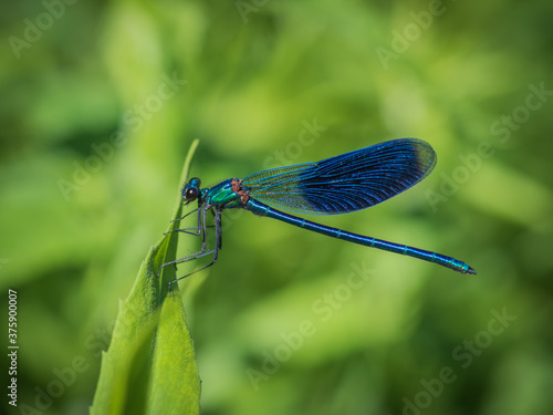 Closeup of beautiful blue damselfly - the banded demoiselle (Calopteryx splendens) male sitting on a green leaf in sunlight