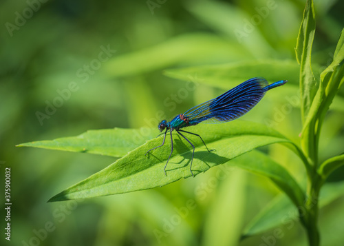Closeup of beautiful blue damselfly - the banded demoiselle (Calopteryx splendens) male sitting on the green leaf in sunlight