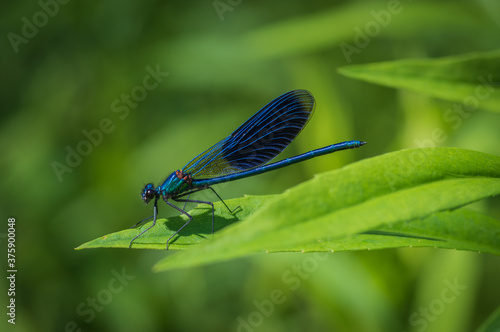 Closeup of beautiful blue damselfly - the banded demoiselle (Calopteryx splendens) male sitting on the grass in sunlight 