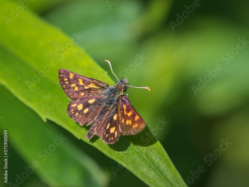 Closeup of the chequered skipper (Carterocephalus palaemon) - small woodland butterfly, sitting on the green leaf in sunlight