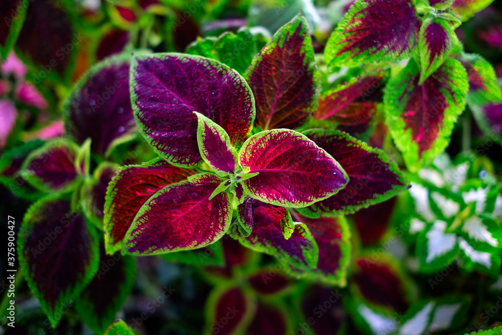 Dark red and green leaves of Coleus blumei plant Dark red and green leaves of Coleus blumei plant