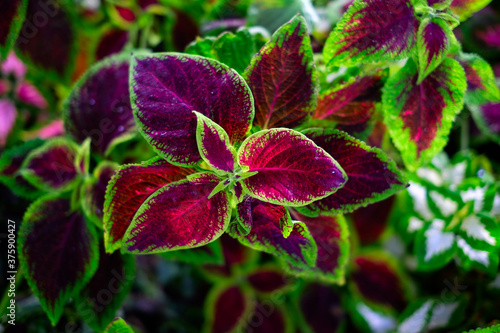 Dark red and green leaves of Coleus blumei plant