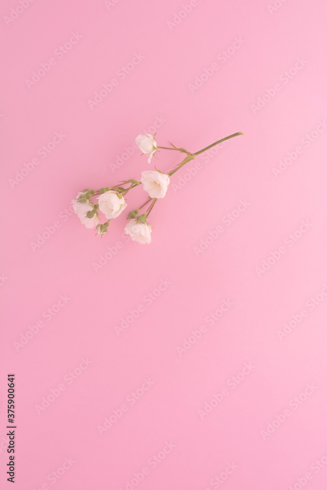 Sprigs of small roses white on pink background, copy space. Minimal style flat lay. For greeting card, invitation. March 8, February 14, birthday, Valentine's, Mother's, Women's day concept.