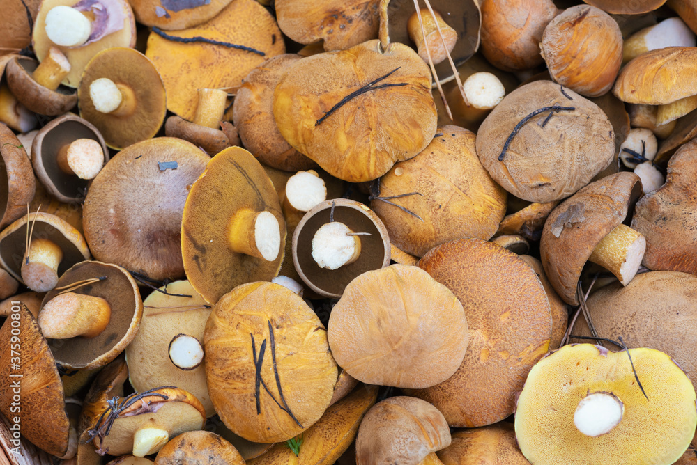 Abstract background with young cut boletus mushrooms Abstract background with young cut boletus mushrooms
