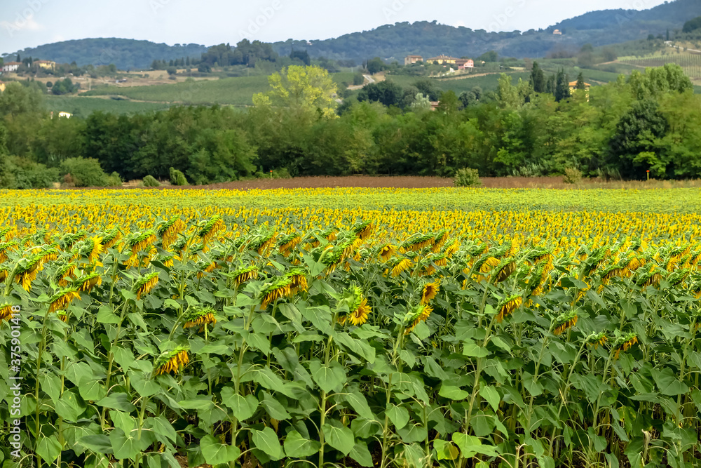 Sunflower plantations on the outskirts of the city of Florence, Tuscany region, Italy