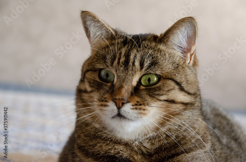 Close-up funny surprised face of a striped brown cat with copy space. Tabby cat with green eyes on a beige background. Funny pets. © ksjundra07