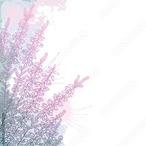Corner bouquet of outline Heather or Calluna flower with bud and leaves in pastel pink on the white background. 