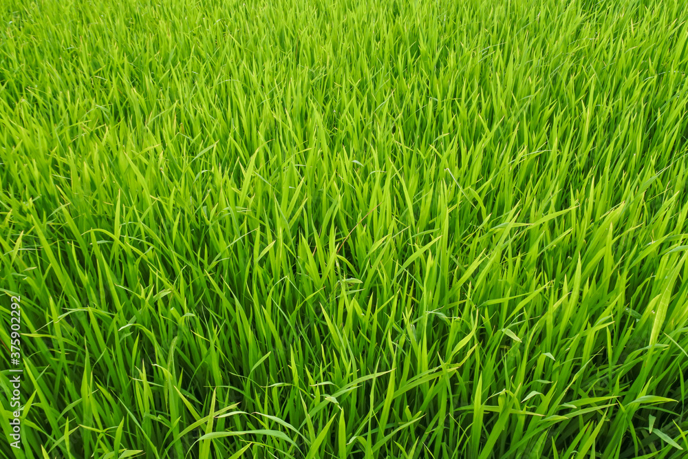 green grass background green grass background