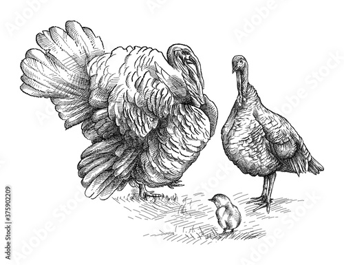 Hand-drawn graphic sketch of domestic turkey family in black isolated on white background. Silhouette of gobbler, turkey female and chick in sketch style. 