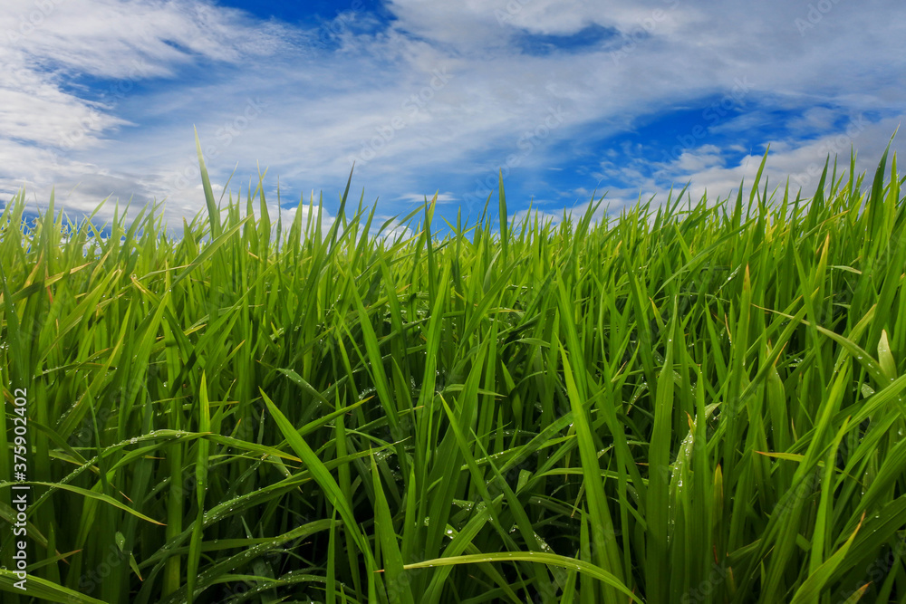 green grass and blue sky