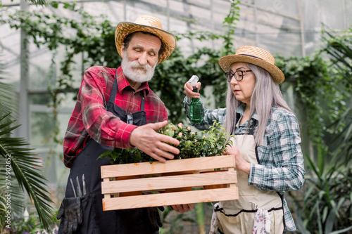 Senior couple working in greenhouse. Smiling retired man and woman gardeners in straw hats and checkered shirts, enjoying their work and spraying plants in flowerpots with water sprayer © sofiko14