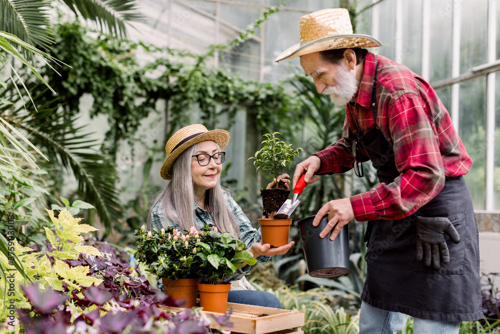 Two attractive happy senior couple, man and woman, gardeners in straw hats and working clothes, working together in exotic glasshouse and replanting flowering plant into pot