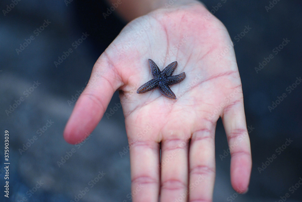starfish in palm of hand