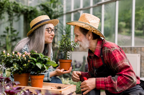 Gardening concept. Romantic picture of lovely elderly couple in straw hats, in beautiful greenhouse. Pretty gray haired lady holding in hands flowerpot with ficus and looking at it with her husband © sofiko14