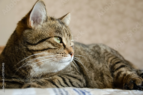Close-up face of a striped brown cat with copy space. Tabby cat with green eyes lying in bed on a beige background. The cat is resting in a cozy home.