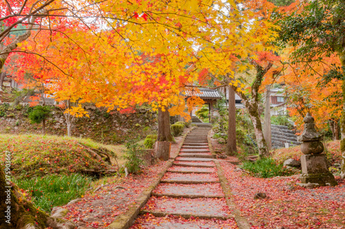 Autumn leaves in Kyoto