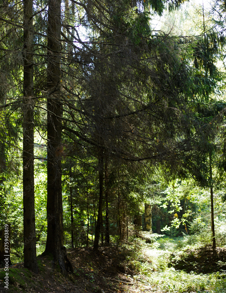 Obraz premium summer solar forest with shadows