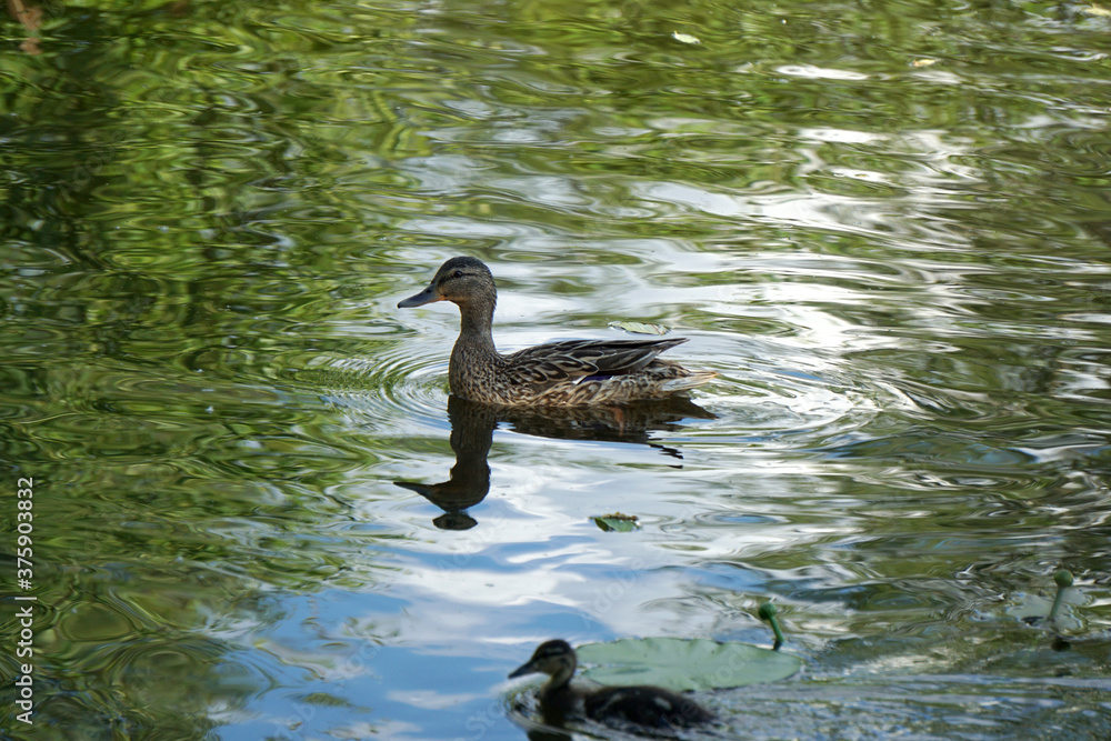  gray duck swims on green water