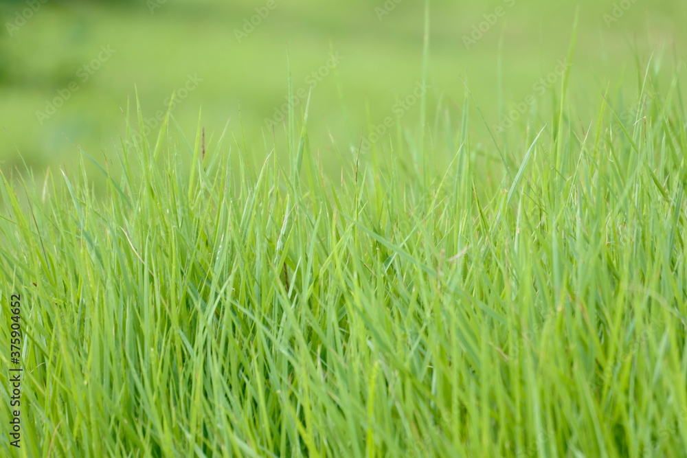 Obraz premium green grass background