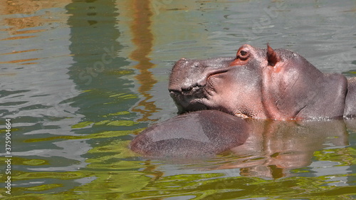 hippo in pond