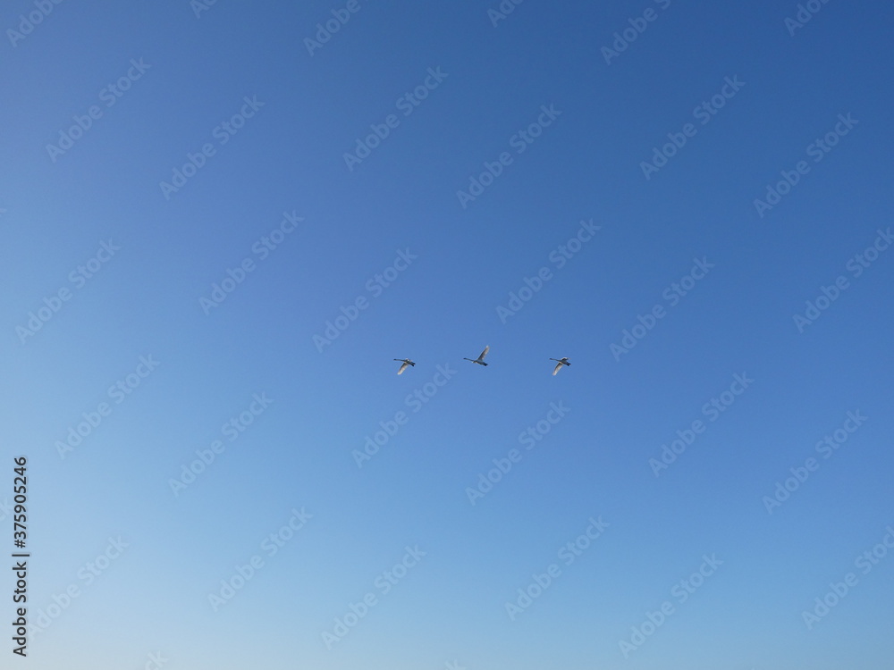 Trois cygnes volent dans le ciel bleu Trois cygnes volent dans le ciel bleu