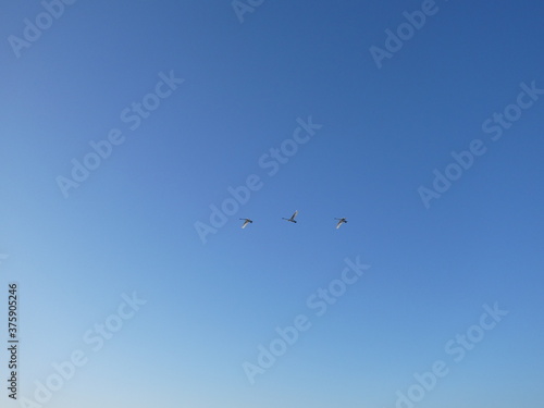 Trois cygnes volent dans le ciel bleu