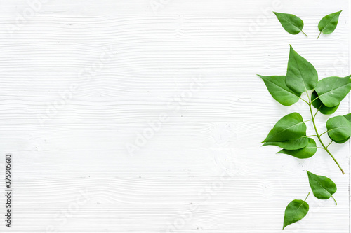 Natura layout of green tree leaves, concept, top view, flat lay