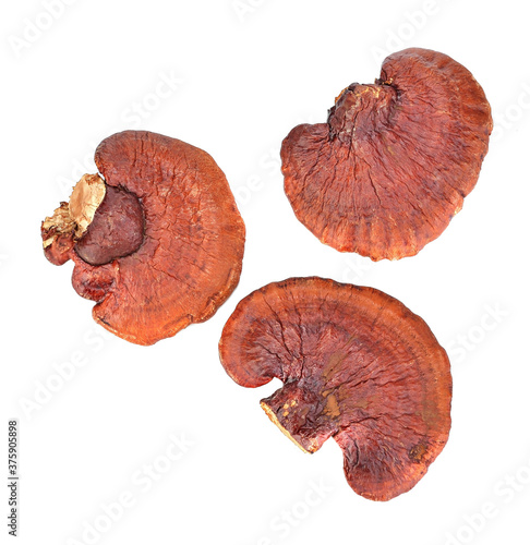 Dried lingzhi mushroom, Chinese traditional medicine