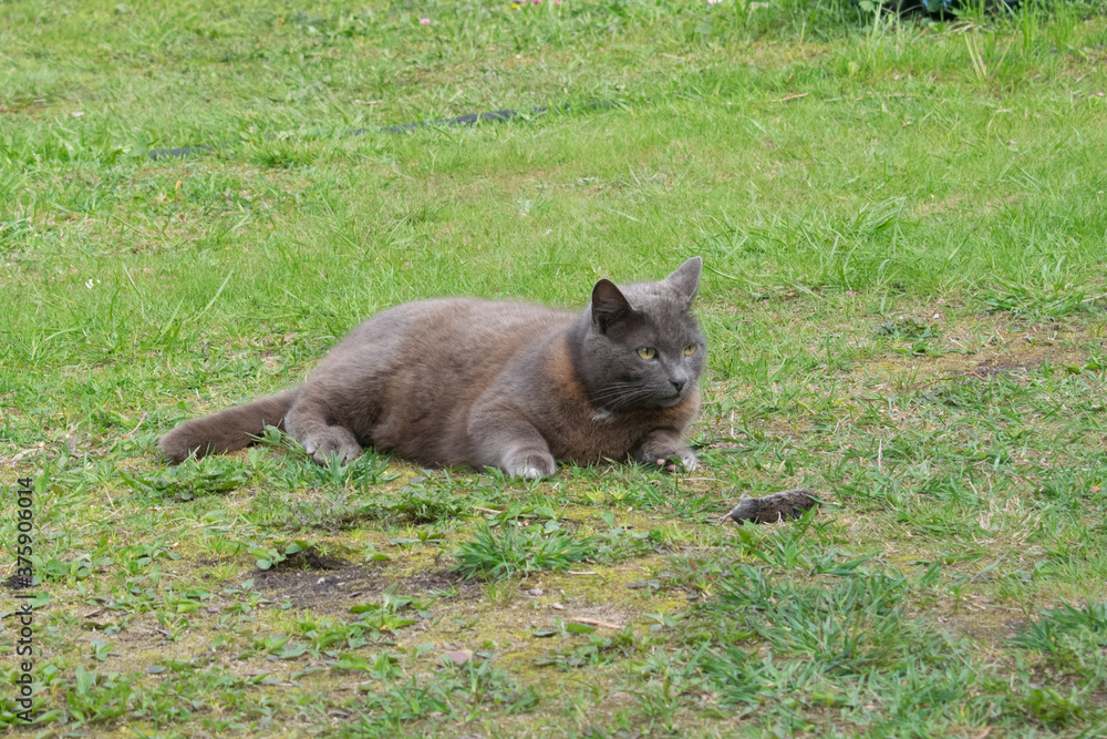 Fototapeta premium grey cat lying on the lawn
