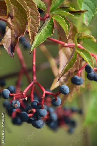 Frutti blu e foglie rosse di vite americana Parthenocissus quinquefolia