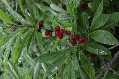 Berries of the wolf's bast plant. Daphne mezereum. Large planks of red poisonous berries. photo