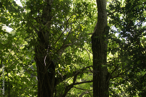 Fototapeta Naklejka Na Ścianę i Meble -  Verdes hojas de los árboles en el bosque en primavera