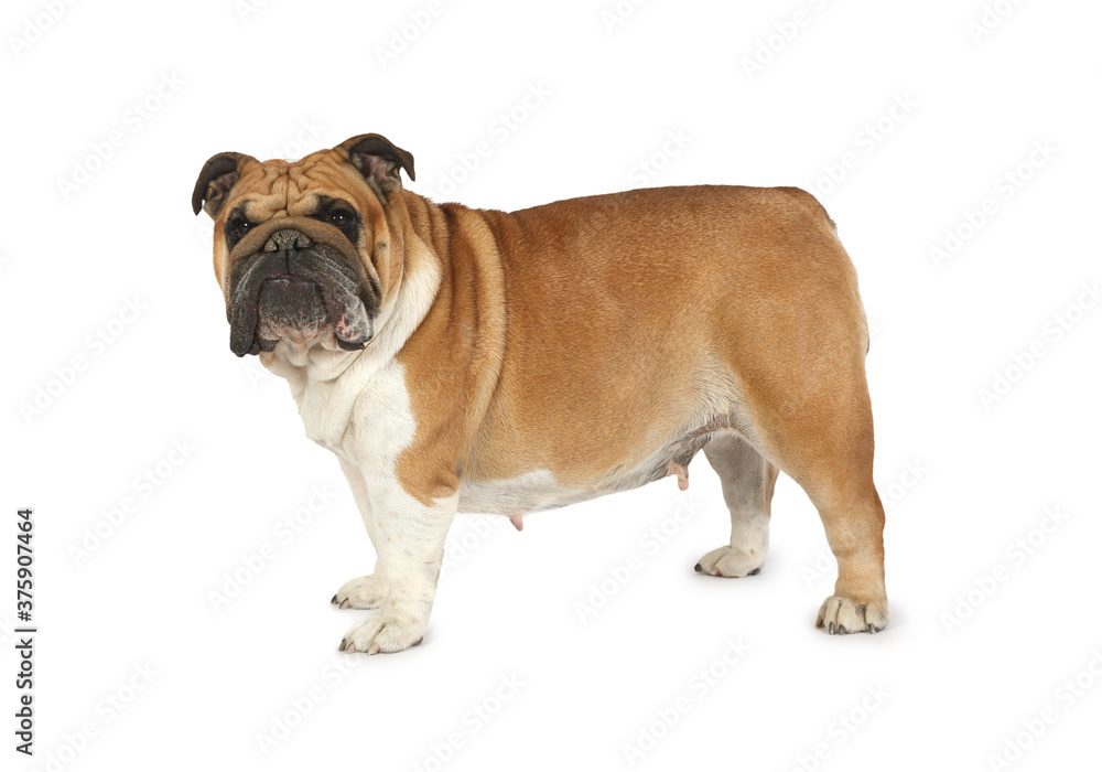 Purebred English bulldog isolated on a white background