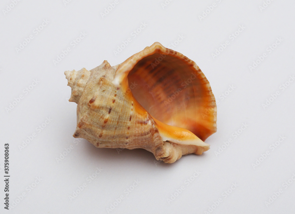 Sea shell isolated on white background.Single seafood. Sea shell isolated on white background.Single seafood.