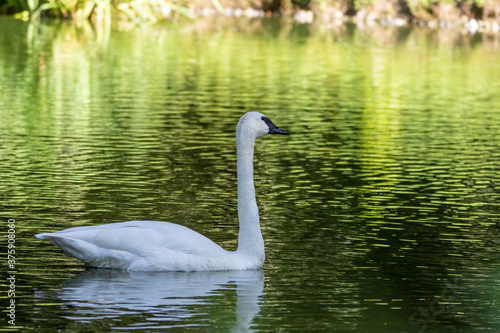 Trompeterschwan