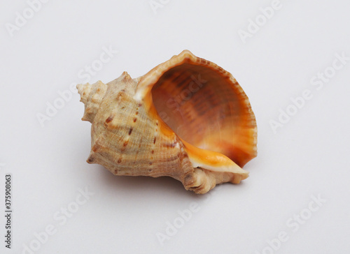 Sea shell isolated on white background.Single seafood.