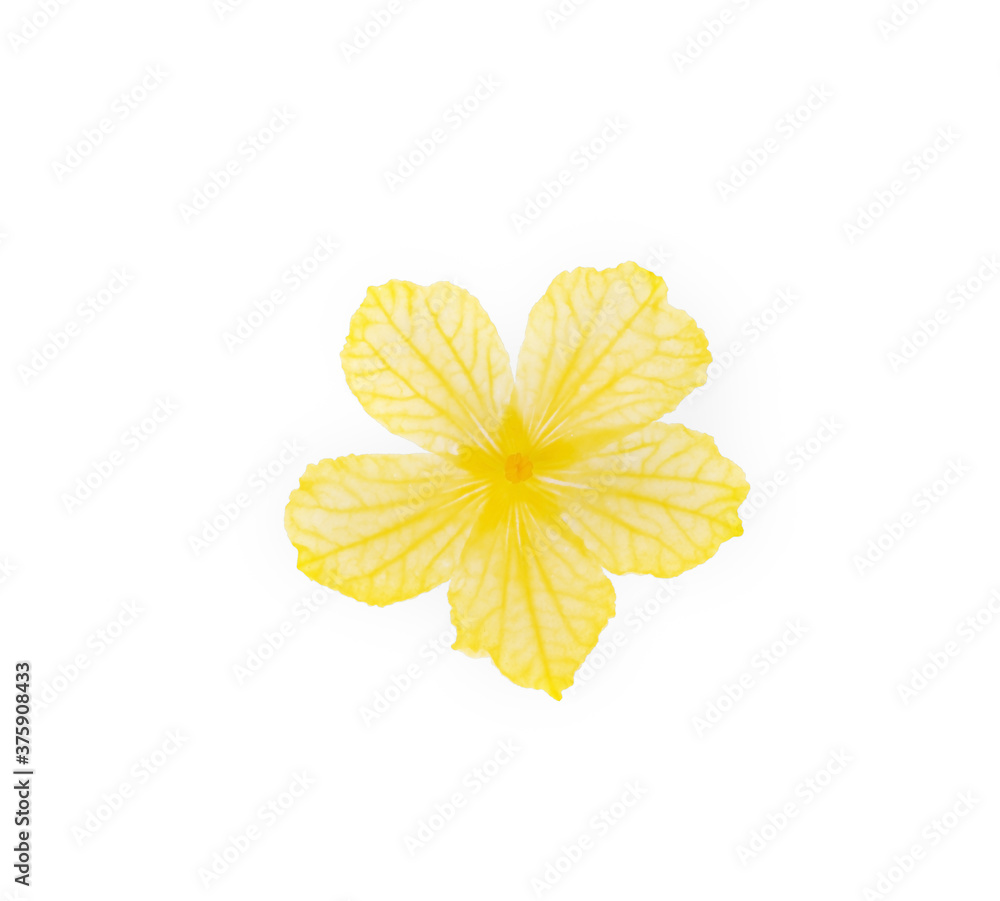 Yellow flower ,Bitter melon flower on white background Yellow flower ,Bitter melon flower on white background