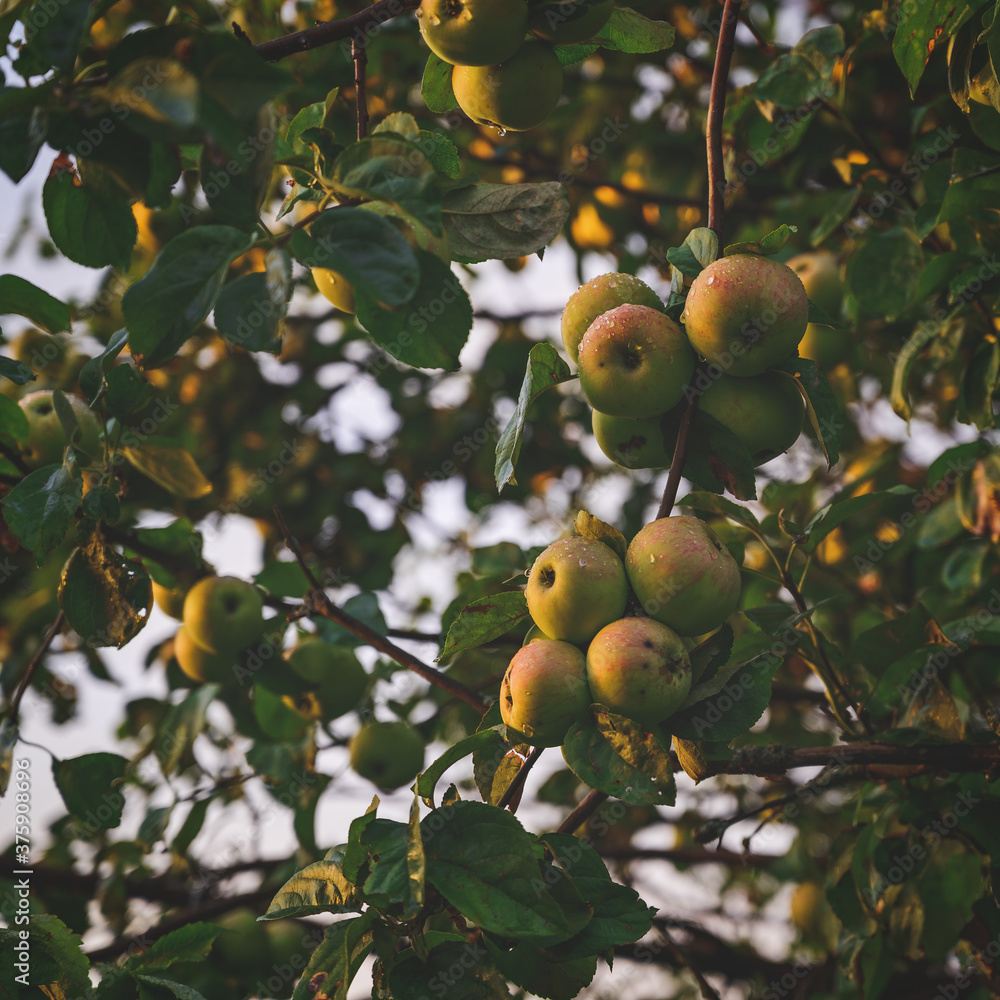 Apple tree with apples after the rain Apple tree with apples after the rain