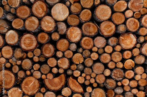 Pile of chopped fire wood