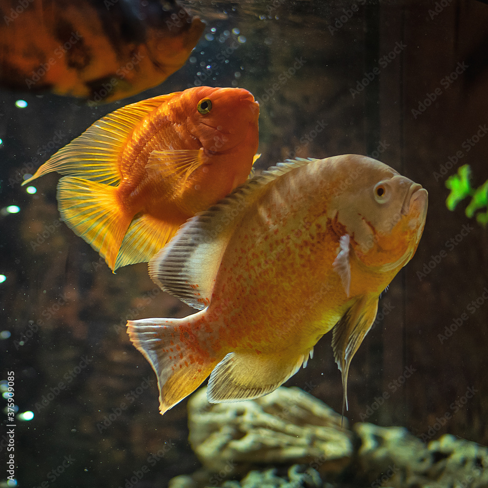 Astronotus. Fish from the Amazon basin. Aquariums as a hobby. Aquarium fish on a dark background. Astronotus. Fish from the Amazon basin. Aquariums as a hobby. Aquarium fish on a dark background.