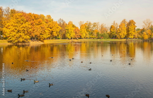 Autumn park by the lake with ducks
